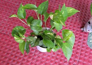 Evergreen Money &amp;.Dieffenbachia Seguine Plant &amp;Pot