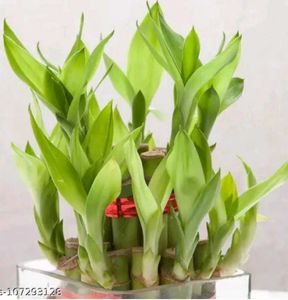 Lucky Bamboo 3 Layer Plant Pack Of 1 Without Bowl