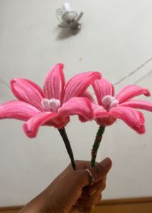 Pink Lily 💗