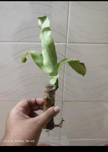 For Home Decorations Live Plant🌱