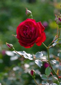 Stunning Red Rose