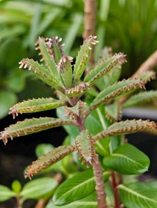 Mother of Millions Plant Bare Root