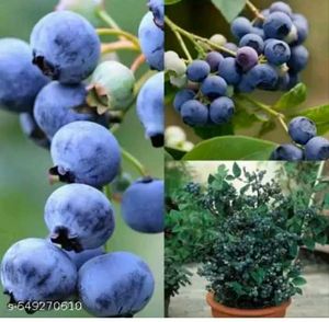 hybrid blue berry 🫐  plant easily grow in