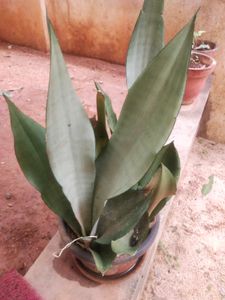 Moonshine Snake Plant With Root