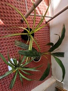 3 Set Beautiful Plants