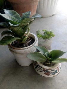 Combo Of Succulent