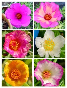 Portulaca , Moss Rose &amp; Cindrella Cuttings