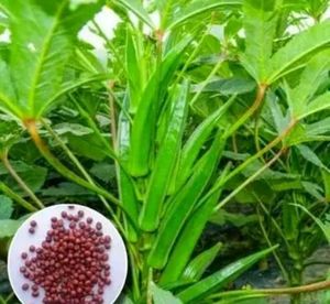 Flower And Vegis Seeds