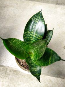 Indoor N Lucky Plants