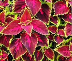 Live Plants