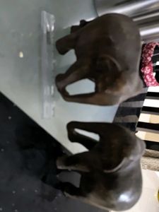 2beautiful Wooden Elephants,14×14 Cms.each,25yrold
