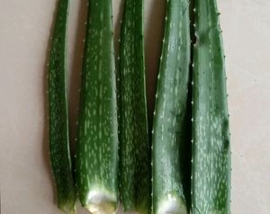 Alovera Leaves Set Of 5