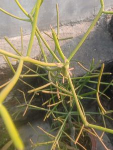 Both Combo Of Pencil Cactus And Stone Plant