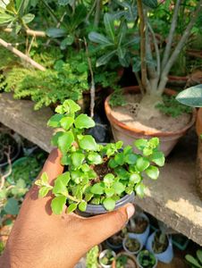 Tangled Heart Plant