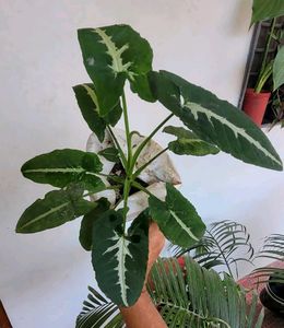 Set 2 Big Mango &amp; SYNGONIUM WENDLANDII Plants