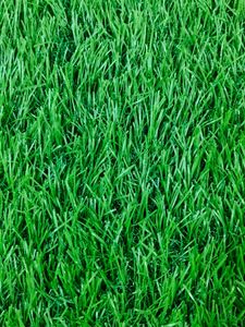 Grass Carpet