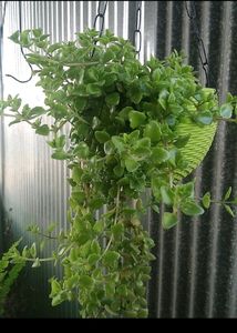 Combo 6 Plant