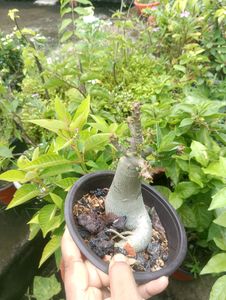 Adenium Arabicum Live Plant ( JDD)