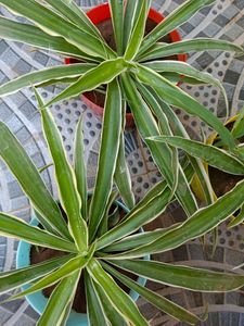 3 Spider Plant Combo