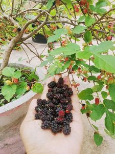 Combo Of 5 Plants
