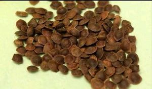 Touch Me Not Seeds