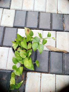 10 Live Root Plants