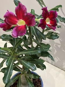Bonsai  Adenium