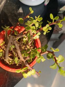 Potted Jade Plant