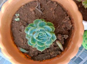 Combo Of 3 Succulents (Without Pot)