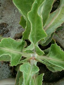 Kalanchoe gastonis bonnieri plant