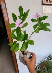 Pack 2 Arrowhead &amp; Pink Sadafuli Plant&#39;s