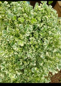Aralia Variegated
