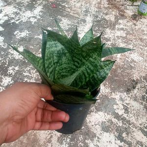 Combo Of 5 Plants