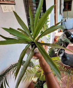 3 Set Beautiful Plants