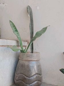 Snake Plant