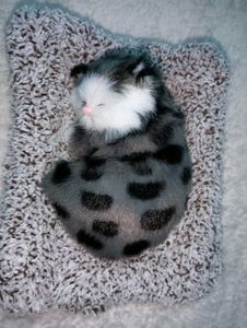 Music 🎶 Cat One