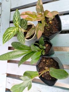Beautiful Patterns On Leaves Plants Combo.
