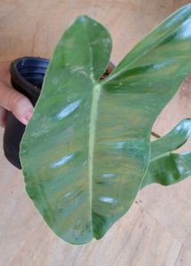 Combo Philodendrons (Lemon Lime &amp; Burle Marx)