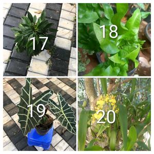 You Can Select 15 Live Root Plants