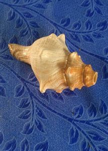 Seashell Conch showpiece