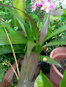Beautiful Ground Orchid