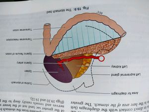 BD CHAURASIA anatomy Set Of 4 Volumes