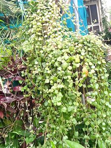 5 Types of Classy Plants