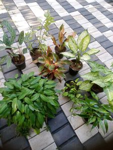 10 Live Root Plants