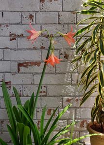 🌾 Pink Lily Bulb (Pack of 2)