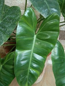Combo plants @150