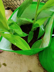 Sontakka plant With Black Dhatura