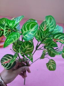 Leaf Set