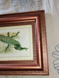 Framed Peacock Print🎉🎊🎊
