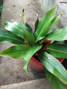 Philodendron